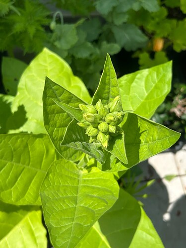 Growreport Bild 19
