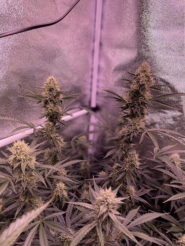 Growreport Bild 6