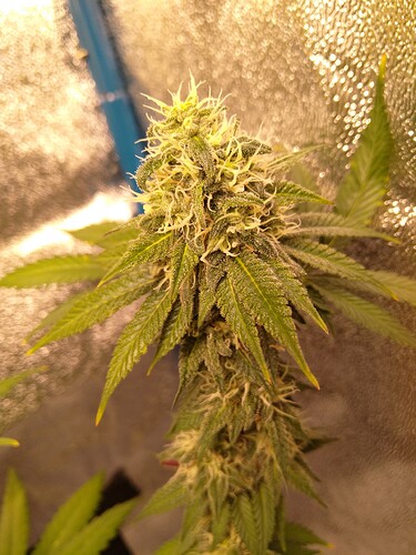 Growreport Bild 4