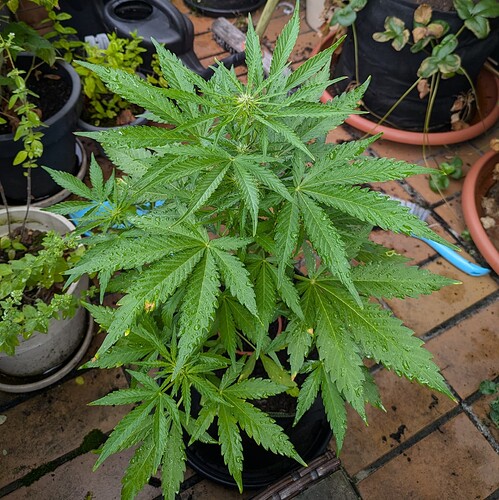 PXL_20240702_070113570