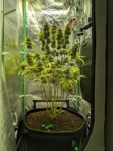 Growreport Bild 1