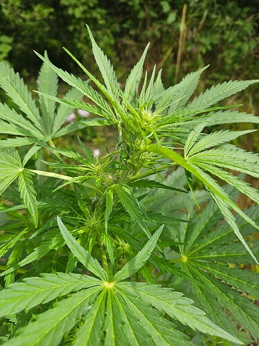 Growreport Bild 4