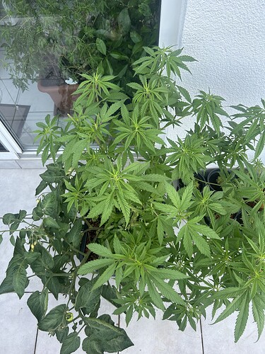 Growreport Bild 52