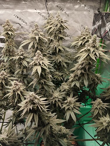 Growreport Bild 27