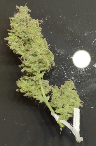 Growreport Bild 41