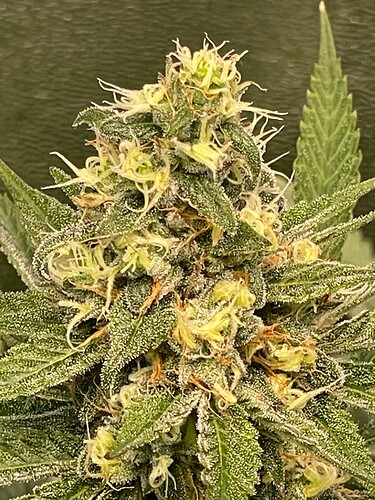 Growreport Bild 68