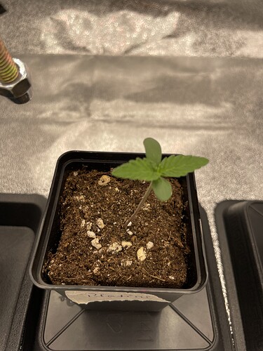Growreport Bild 13