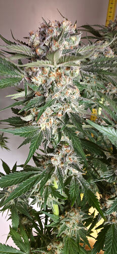 Growreport Bild 45