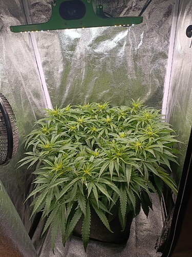 Growreport Bild 1
