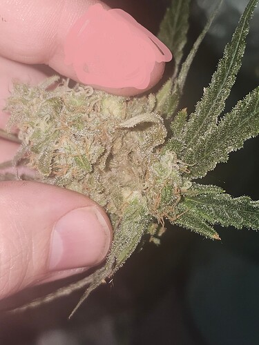 Growreport Bild 42