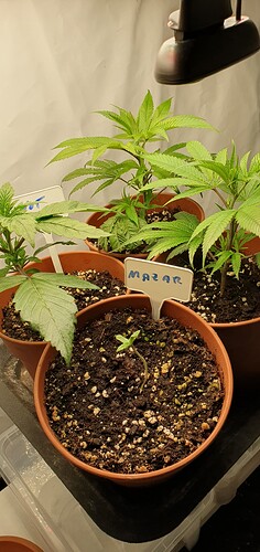 Growreport Bild 5