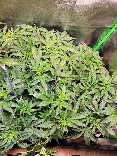 Growreport Bild 2