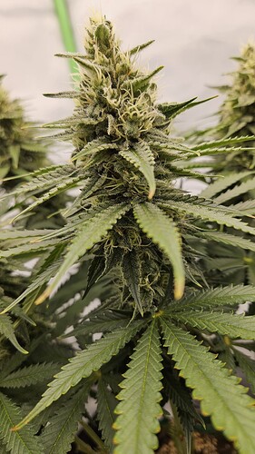 Growreport Bild 3