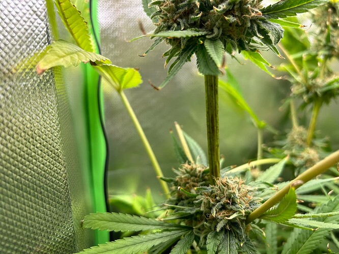 Growreport Bild 8