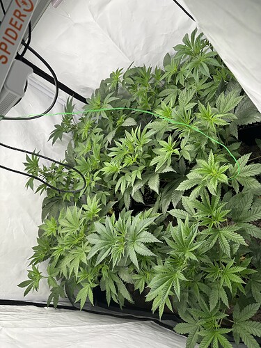 Growreport Bild 1