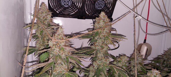 Growreport Bild 6