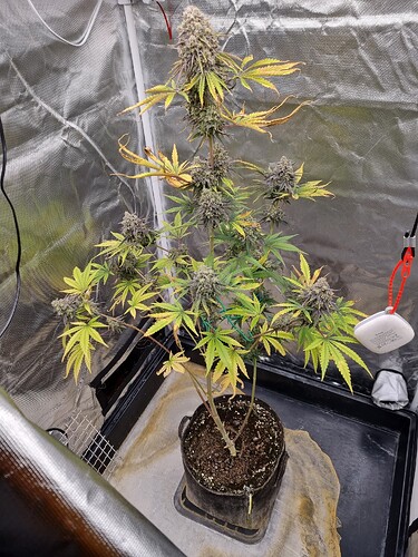 Eine einzelne Cannabispflanze in einem Zelt, die sich in der Blütephase befindet. Die Pflanze hat mehrere Blütenstände und einige gelb werdende Blätter.