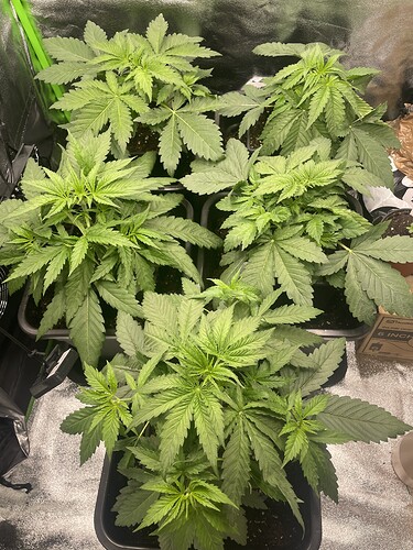 Growreport Bild 2