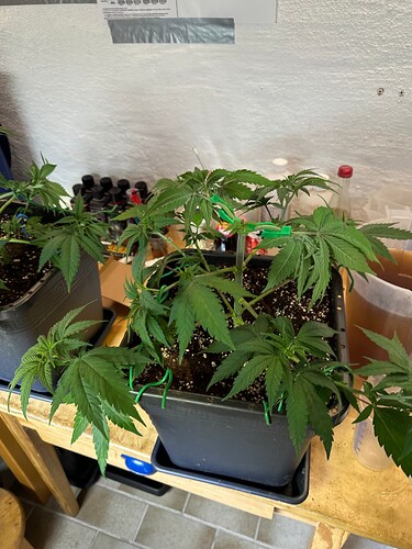 Growreport Bild 22