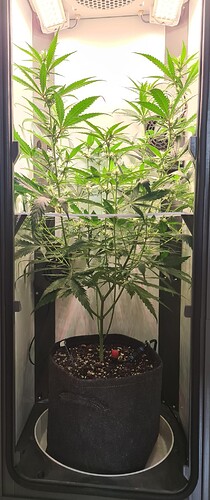 signal-2024-08-16-153517_003