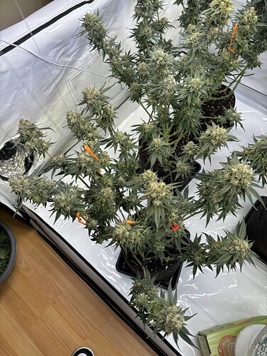 Growreport Bild 71