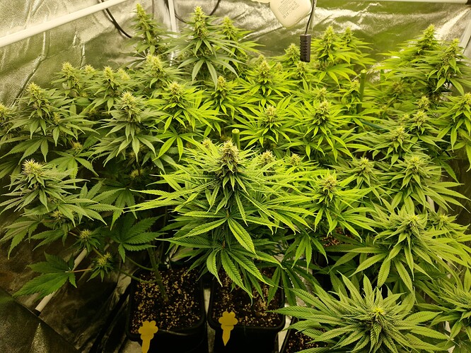 Growreport Bild 1
