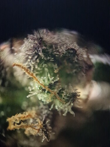 Growreport Bild 43