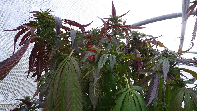 Growreport Bild 6