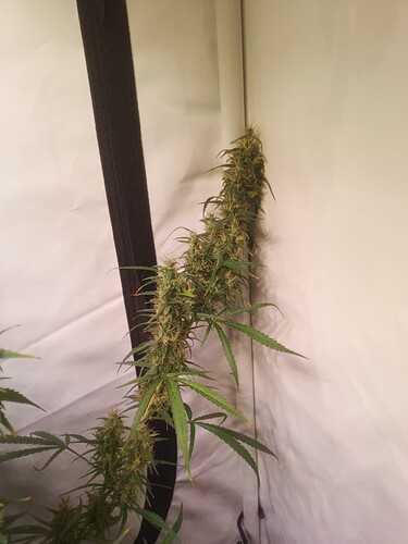 Growreport Bild 6