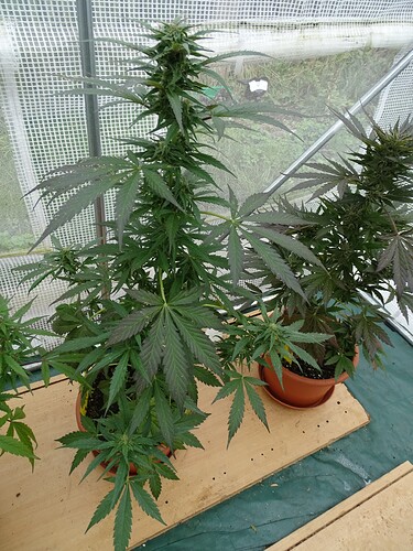 Growreport Bild 3