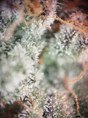 IMG_20250310_123322 - Kopie