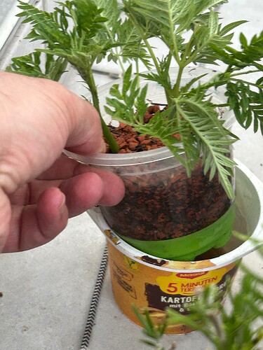 Growreport Bild 5