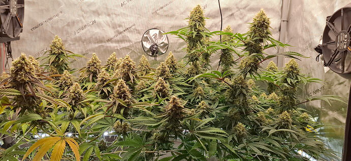 Growreport Bild 3