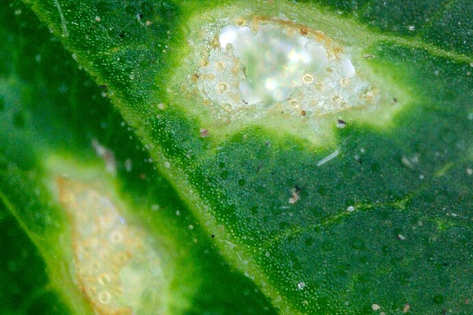 Grow25_0906_Mikros_10_erdfloh