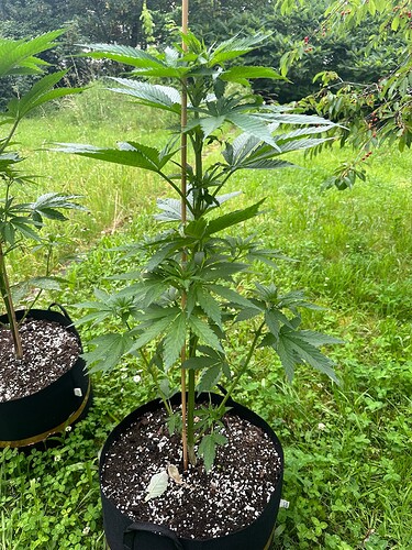 Growreport Bild 1