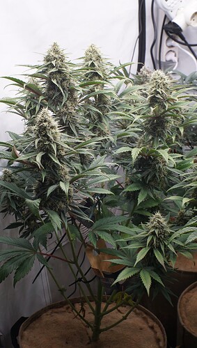 Growreport Bild 5