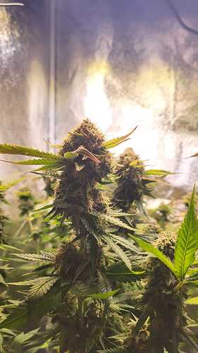 Growreport Bild 41