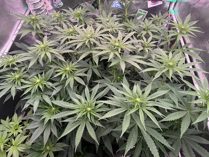 Growreport Bild 17