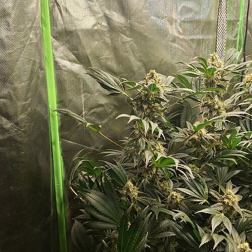 Growreport Bild 7
