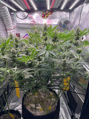 Growreport Bild 31