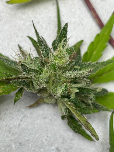 Growreport Bild 32