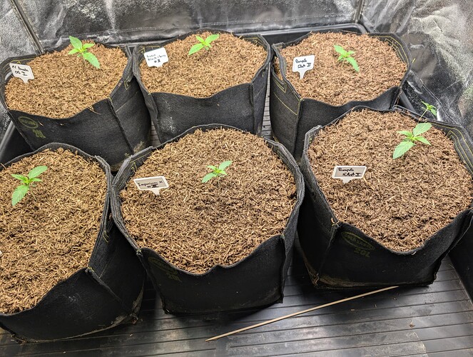 Growreport Bild 1