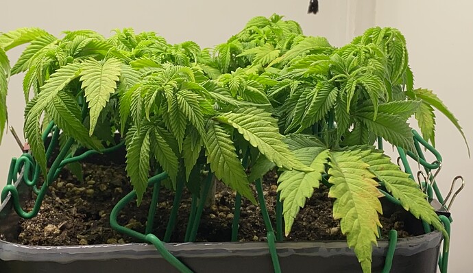 Growreport Bild 27