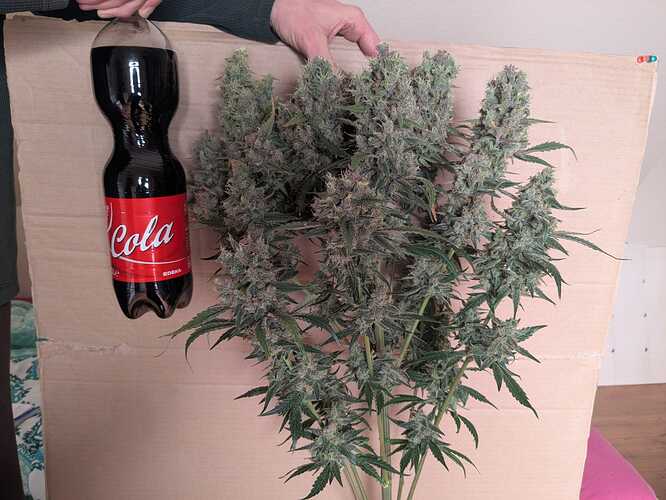Growreport Bild 1