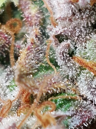 Growreport Bild 3