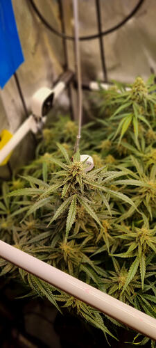 Growreport Bild 28