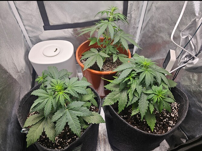 Growreport Bild 1
