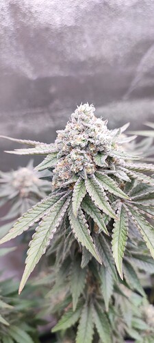 Growreport Bild 5