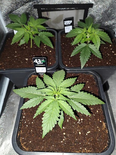 Growreport Bild 2