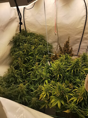 Growreport Bild 1